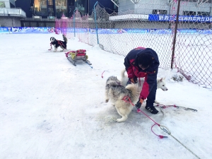 昨天，有市民向本报反映，一直备受争议的“狗拉雪橇”项目今年再次出现在工体欢乐冰雪嘉年华。对此，很多爱犬人士在网上呼吁取消此项目，并谴责主办方涉嫌虐待动物。