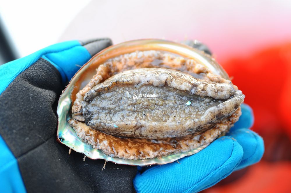 高清:本地大号鲍鱼抢鲜上市 300元一斤两个头