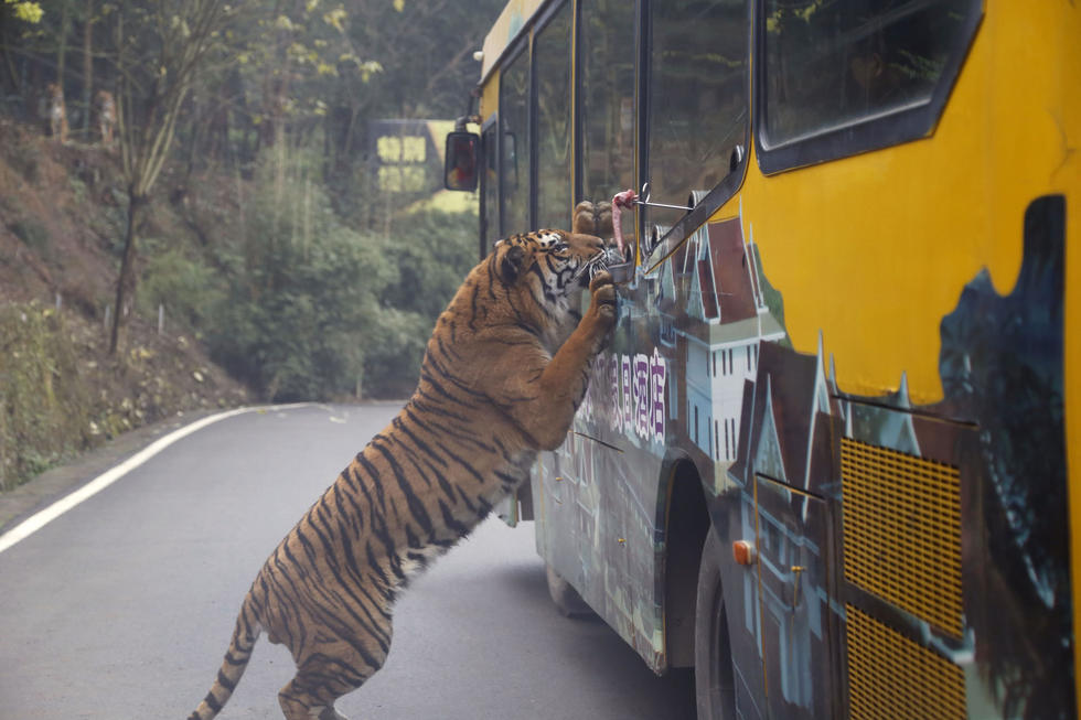 狮子老虎爬上观光车抢食 游客尖叫连连