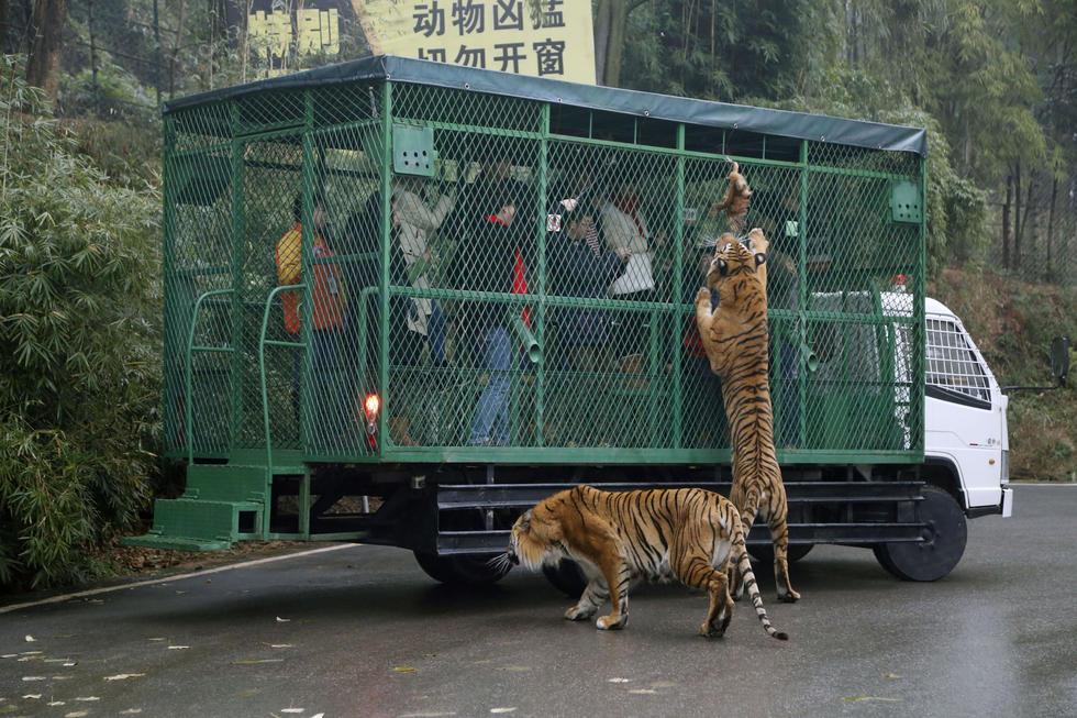 狮子老虎爬上观光车抢食 游客尖叫连连