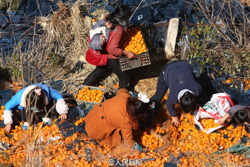 拉桔子大货车侧翻 数十村民过来哄抢