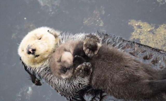 美国水族馆母海獭紧抱幼崽水面漂浮 画面超有爱