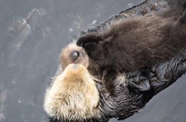 美国水族馆母海獭紧抱幼崽水面漂浮 画面超有爱
