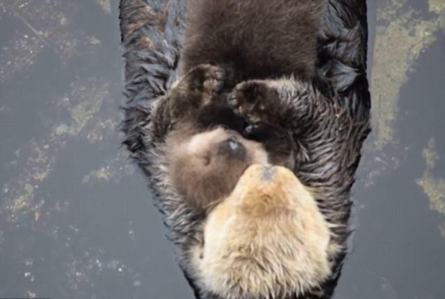 美国水族馆母海獭紧抱幼崽水面漂浮 画面超有爱