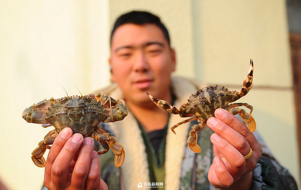 高清：本地石夹红螃蟹涨至60元/斤 上岸被疯抢