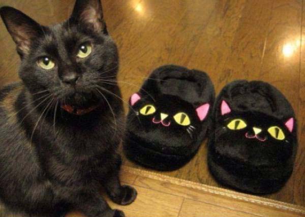 喵星人的搞笑日常