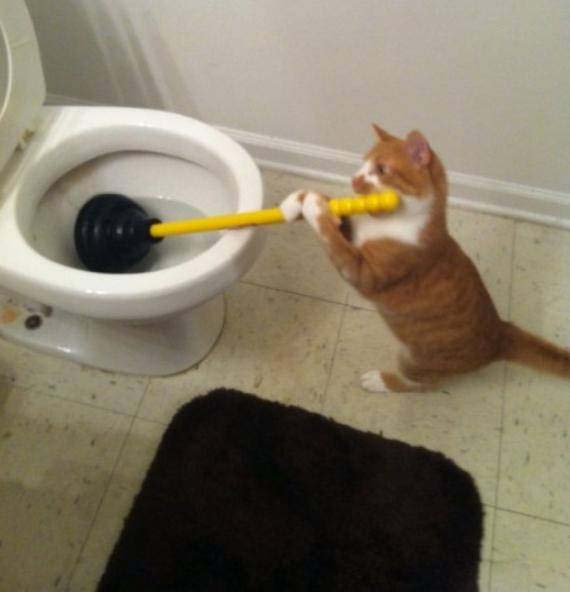 喵星人的搞笑日常