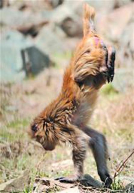 青岛三大猴群集中区：小崂顶有野生猕猴