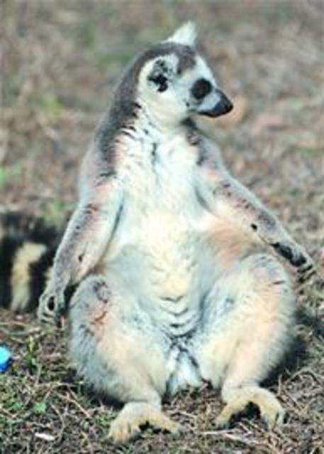 青岛三大猴群集中区：小崂顶有野生猕猴