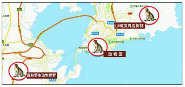 青岛三大猴群集中区：小崂顶有野生猕猴