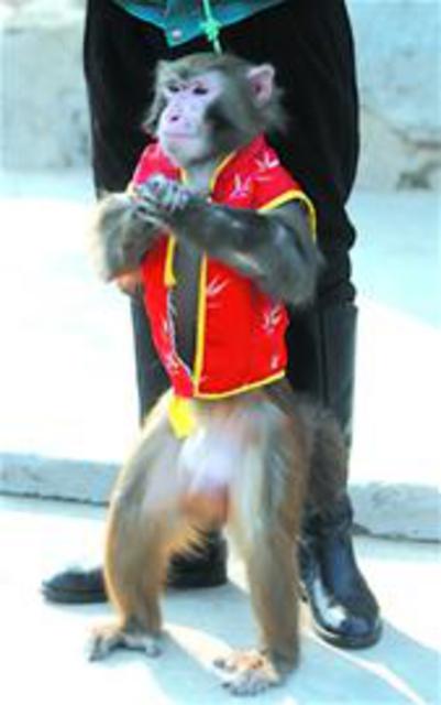 青岛三大猴群集中区：小崂顶有野生猕猴