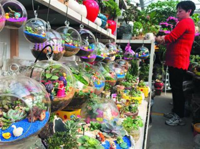花卉市场蝴蝶兰仙客来争妍 小年后价格涨