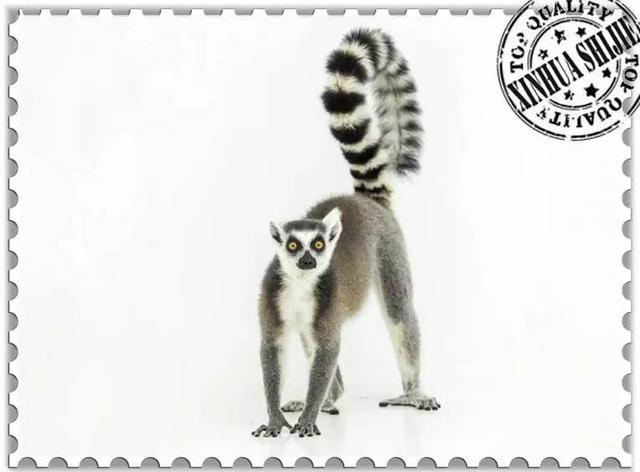 这些猴子，你能认得几只？