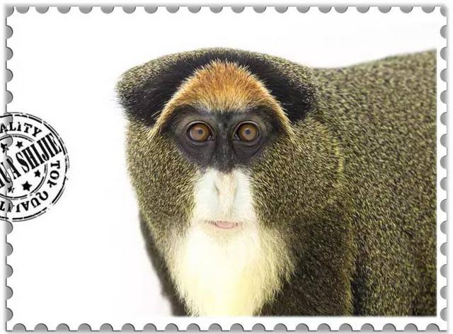 这些猴子，你能认得几只？