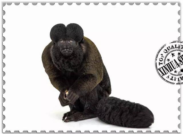 这些猴子，你能认得几只？