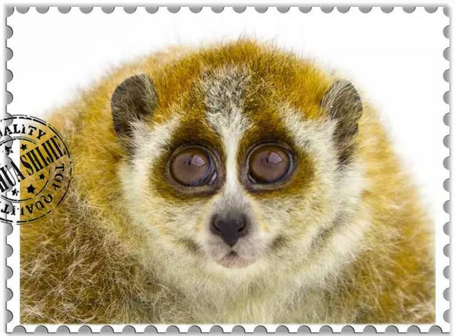 这些猴子，你能认得几只？