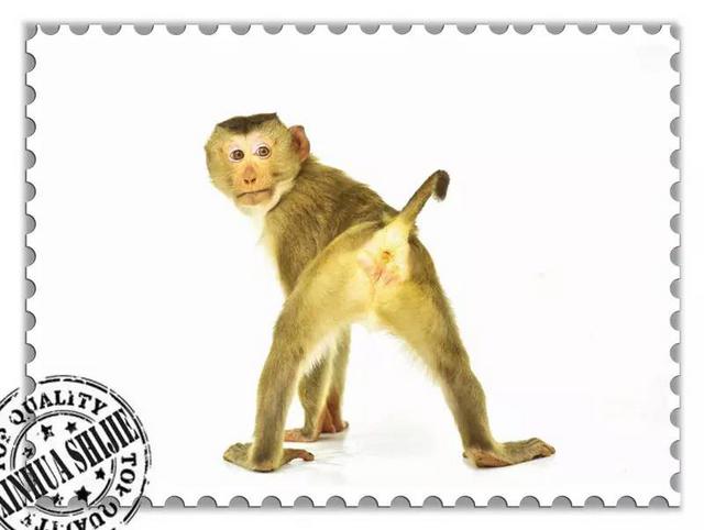 这些猴子，你能认得几只？