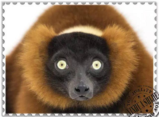 这些猴子，你能认得几只？