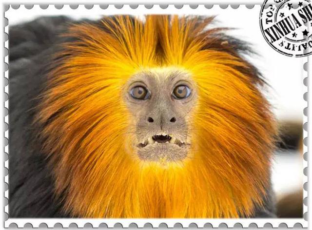 这些猴子，你能认得几只？