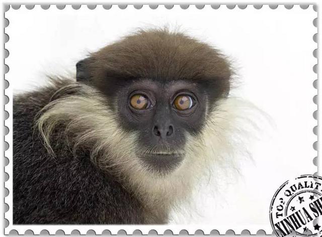 这些猴子，你能认得几只？