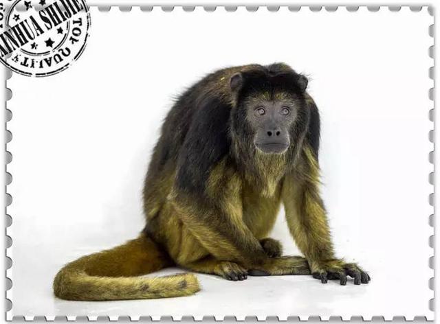 这些猴子，你能认得几只？