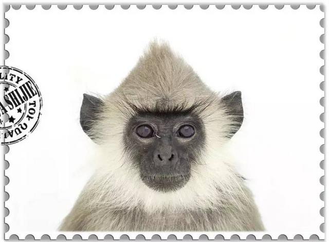 这些猴子，你能认得几只？