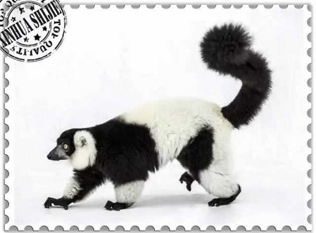 这些猴子，你能认得几只？