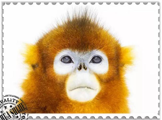 这些猴子，你能认得几只？