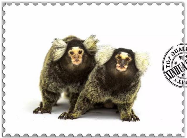 这些猴子，你能认得几只？