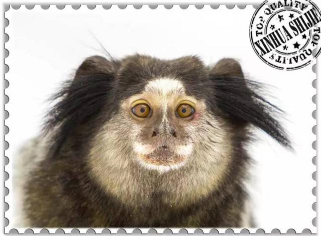 这些猴子，你能认得几只？