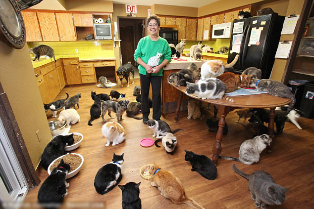 美妇女家收养千只小猫 自己搬出住移动拖车房