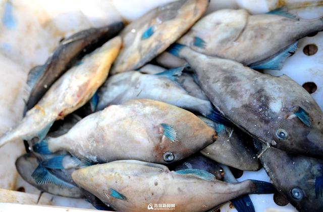 积米崖海鲜市场迁至渔港外 海捕鱼热卖(组图) 积米崖海鲜市场迁至渔港外 海捕鱼热卖(组图)