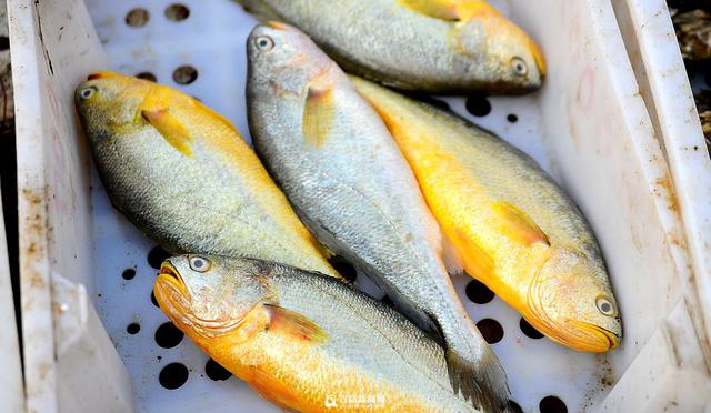 积米崖海鲜市场迁至渔港外 海捕鱼热卖(组图) 积米崖海鲜市场迁至渔港外 海捕鱼热卖(组图)