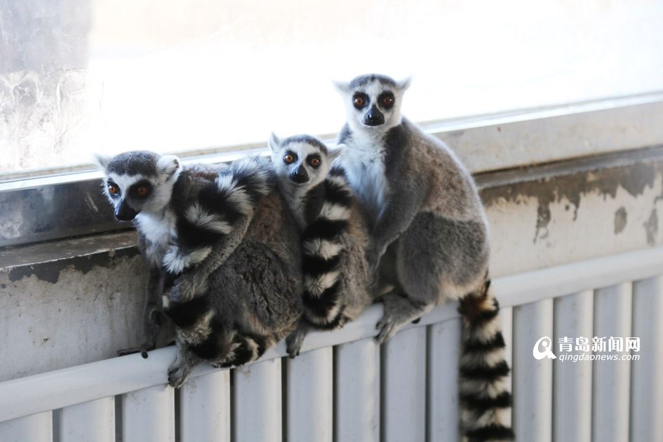 高清:寒潮來襲 動物園萌物緊靠暖氣抱團取暖