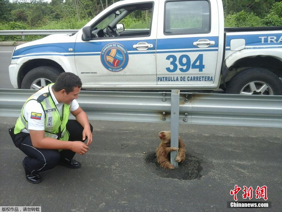 树懒被困高速紧抓护栏不放 警察前来救援