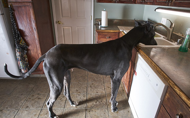 美大丹狗高2.1米或成世界最高狗 看电视会流泪