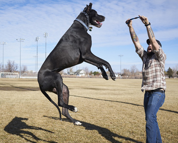 美大丹狗高2.1米或成世界最高狗 看电视会流泪