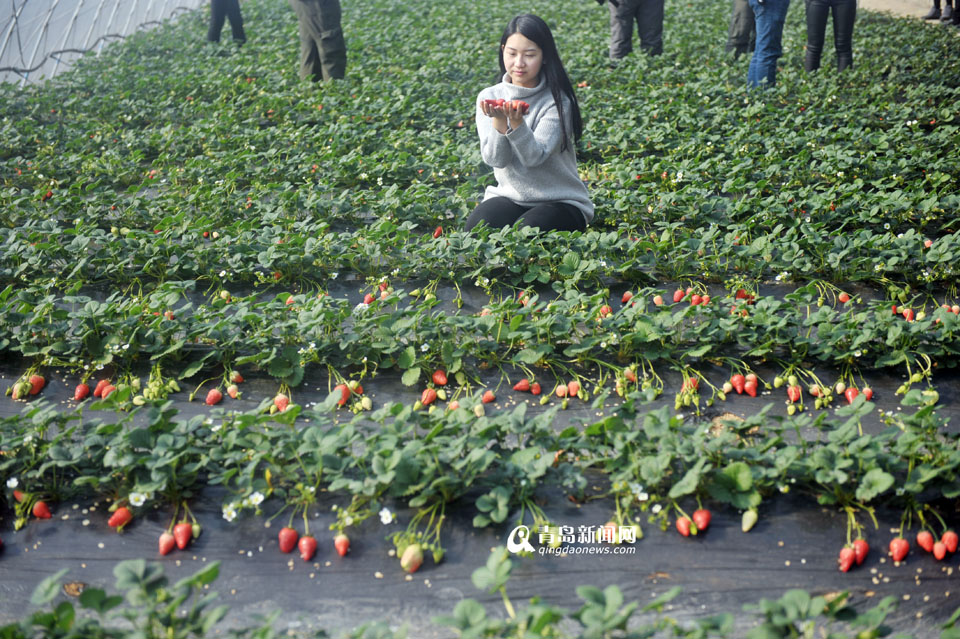 西海岸草莓进入采摘季 红透诱人等你来尝