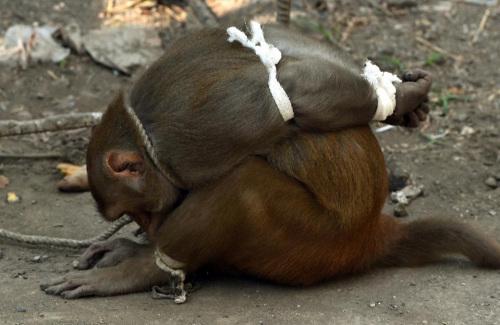 这只在印度孟买市内捣蛋的猴子被抓。