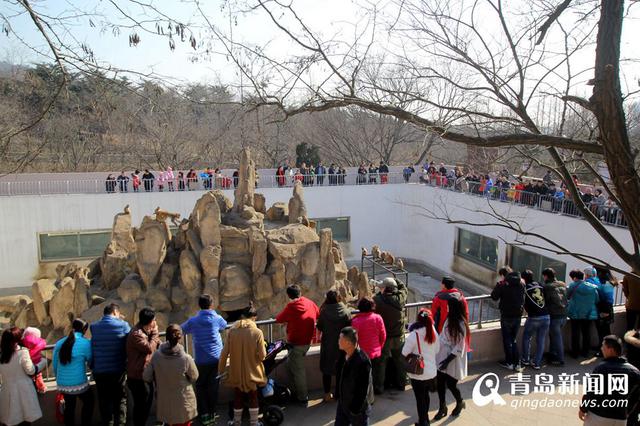 猴年观'猴景' 青岛动物园猴山人气爆棚