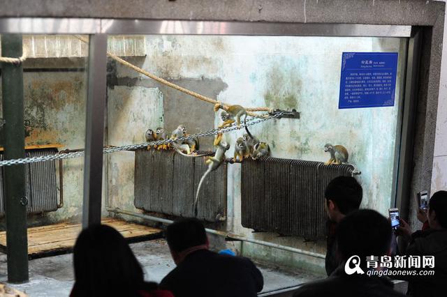 猴年观'猴景' 青岛动物园猴山人气爆棚