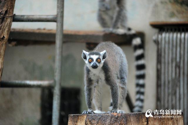 猴年观'猴景' 青岛动物园猴山人气爆棚