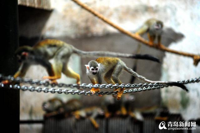 猴年观'猴景' 青岛动物园猴山人气爆棚