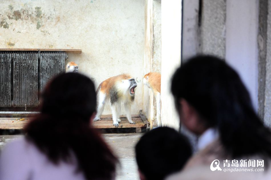 猴年观&apos;猴景&apos; 青岛动物园猴山人气爆棚