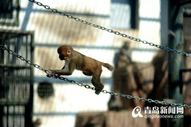 猴年观'猴景' 青岛动物园猴山人气爆棚