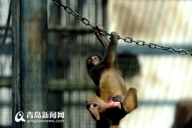 猴年观'猴景' 青岛动物园猴山人气爆棚