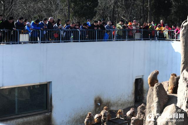 猴年观'猴景' 青岛动物园猴山人气爆棚