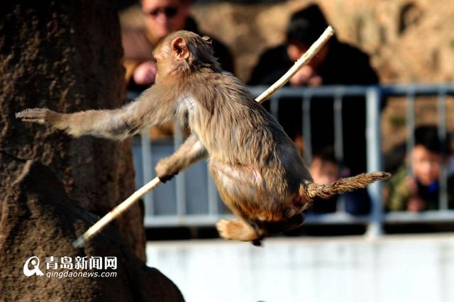 高清：小猕猴上演大圣归来 耍棒弄棍萌翻天