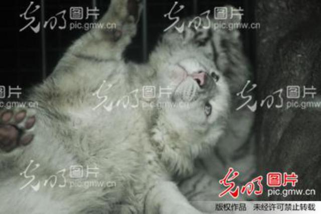 罕见雪虎宝宝春节亮相青岛动物园  全身白色