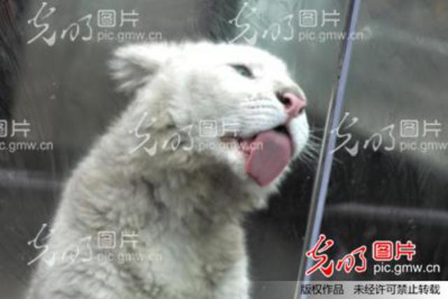 罕见雪虎宝宝春节亮相青岛动物园  全身白色